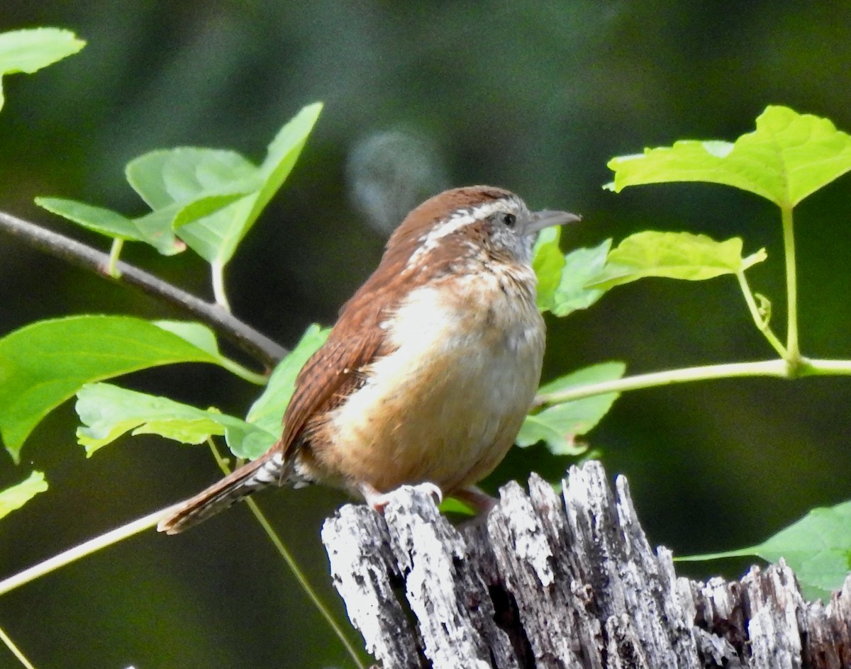 Carolina Wren - Peter Boice