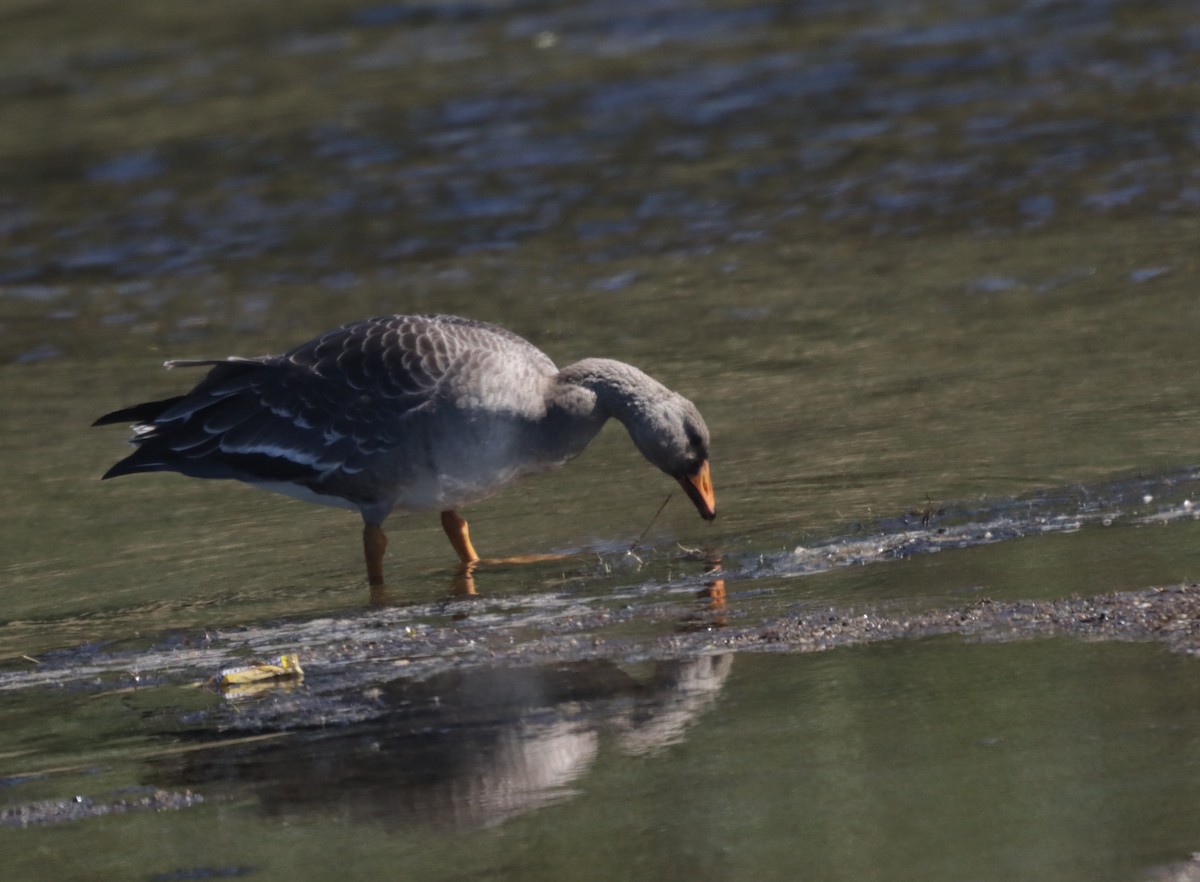 Greater White-fronted Goose (Western) - ML609363880