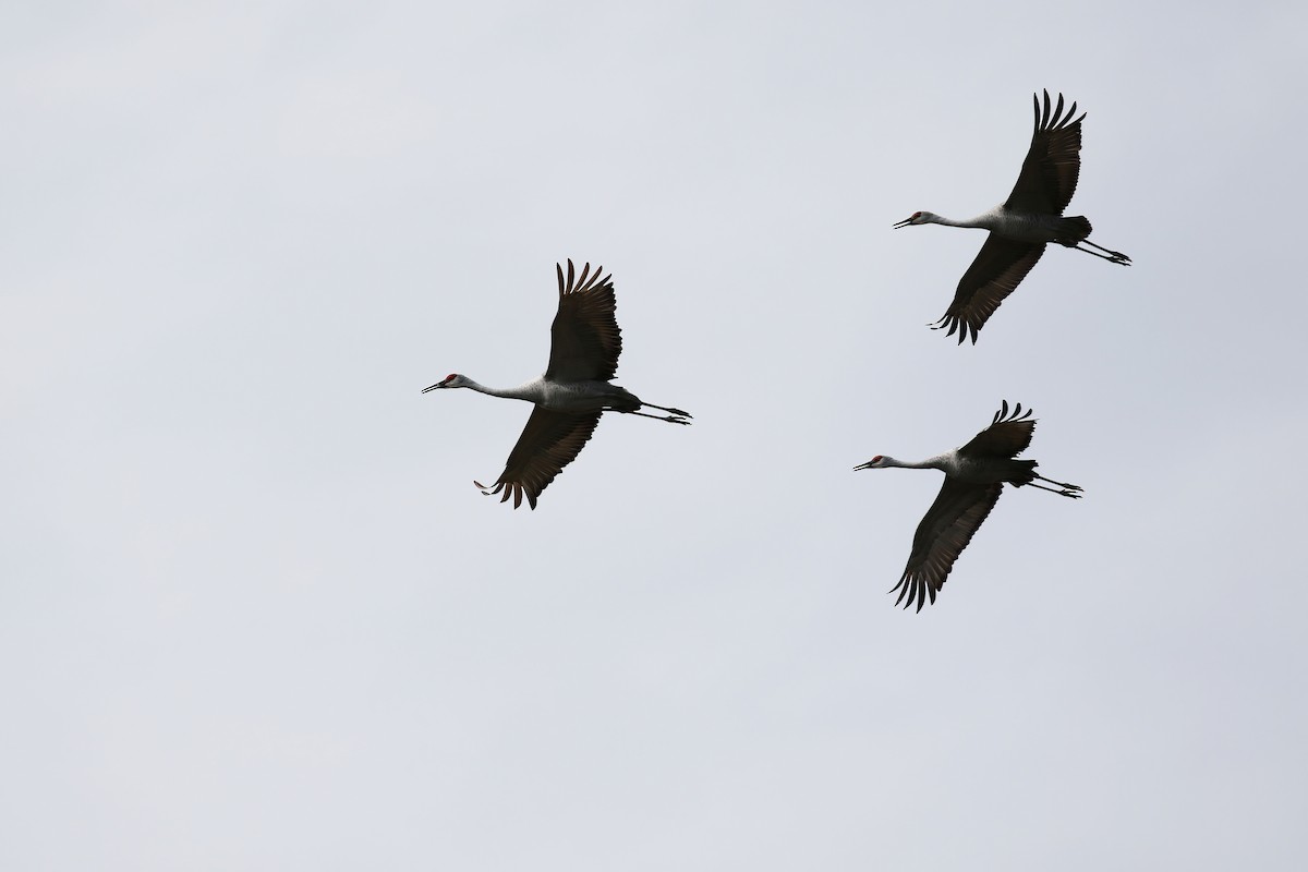 Sandhill Crane - Kyle Gage