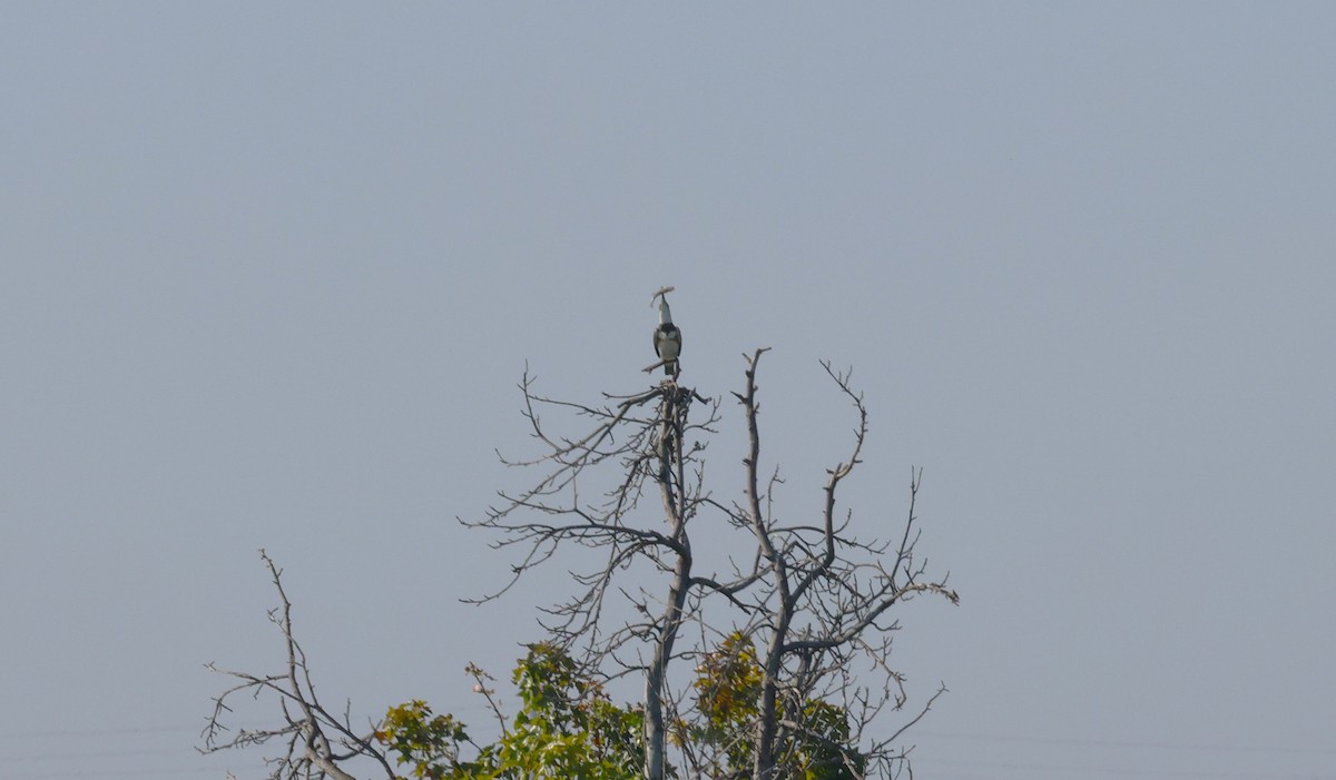 Belted Kingfisher - ML609363883