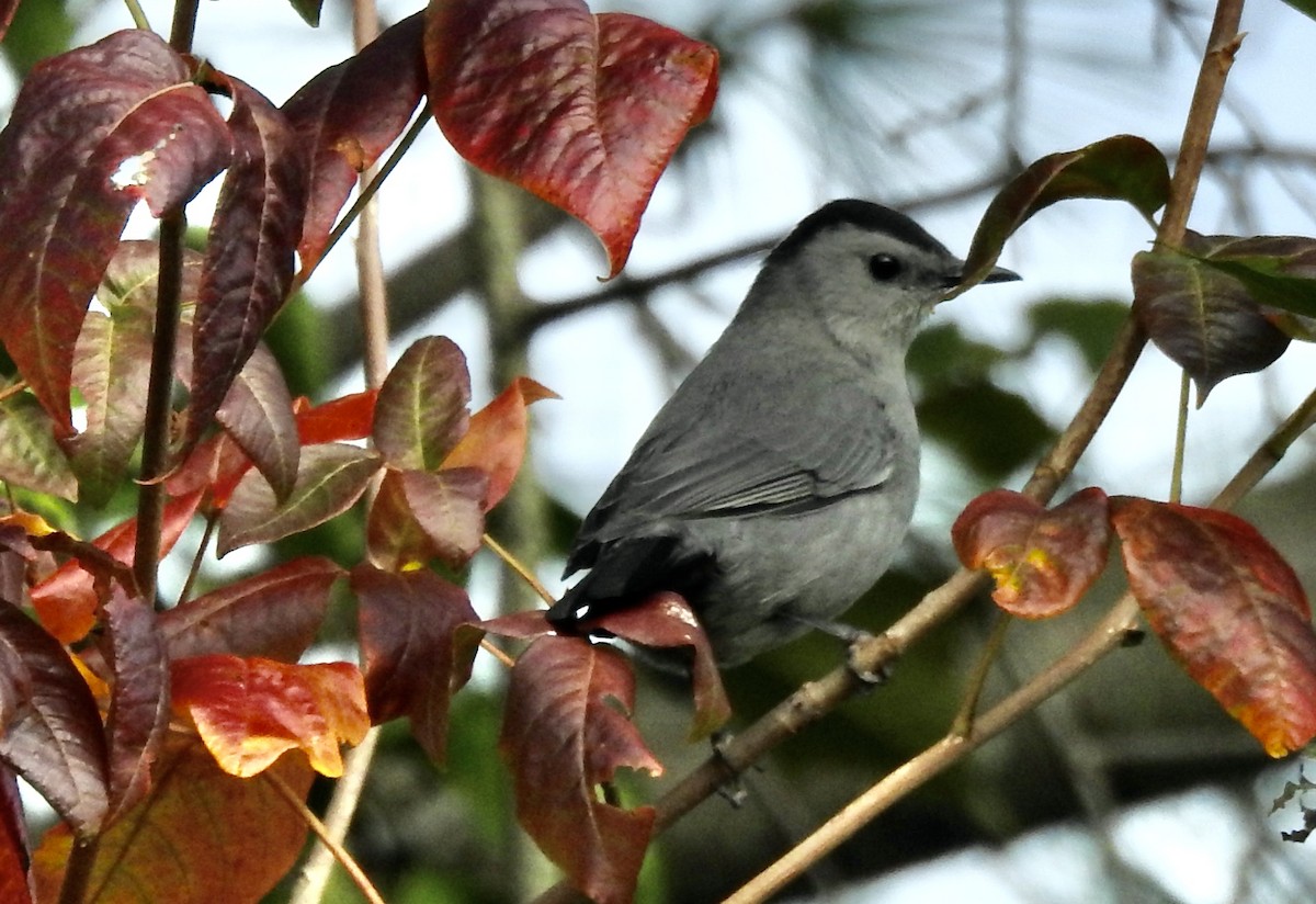 Gray Catbird - ML609363899