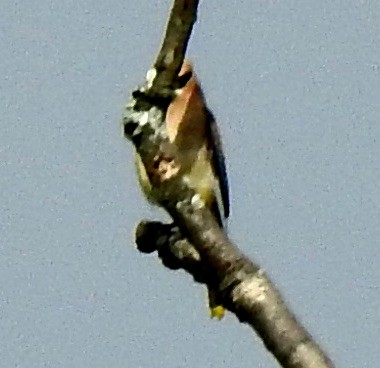 Cedar Waxwing - ML609363968