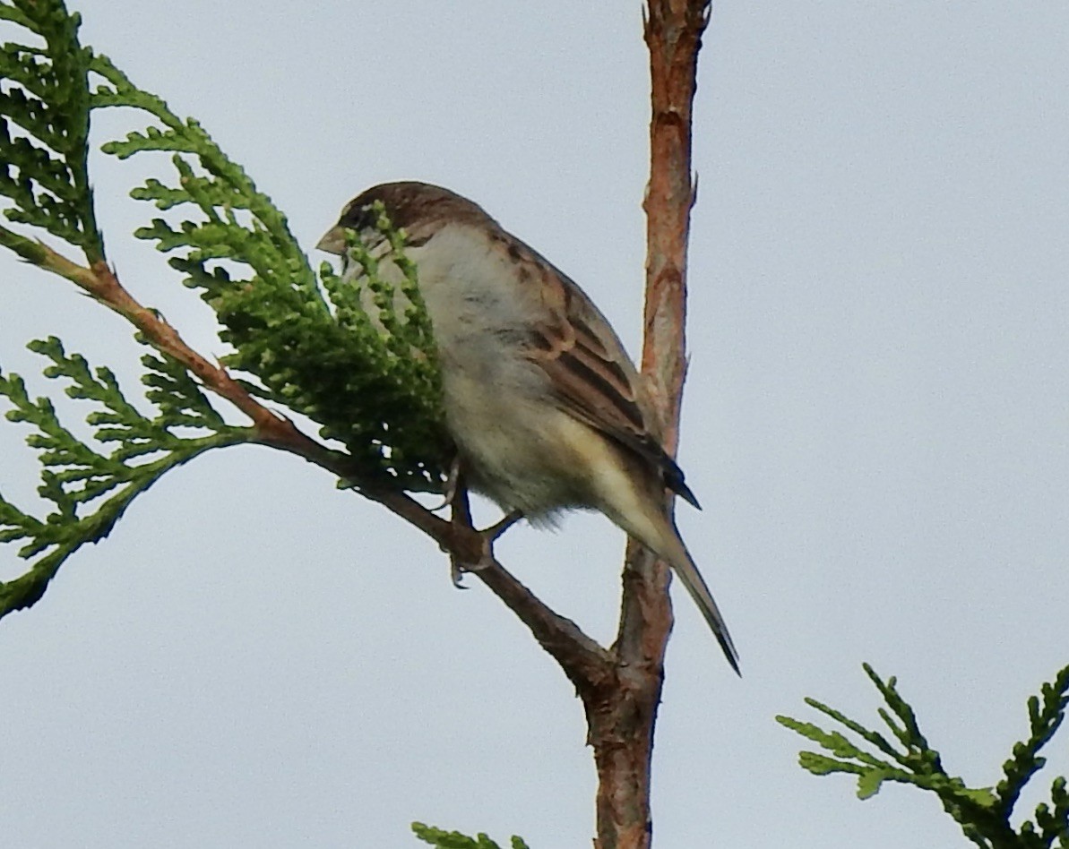 Moineau domestique - ML609363978