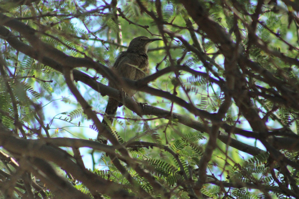 Curve-billed Thrasher - Alexandra Edwards