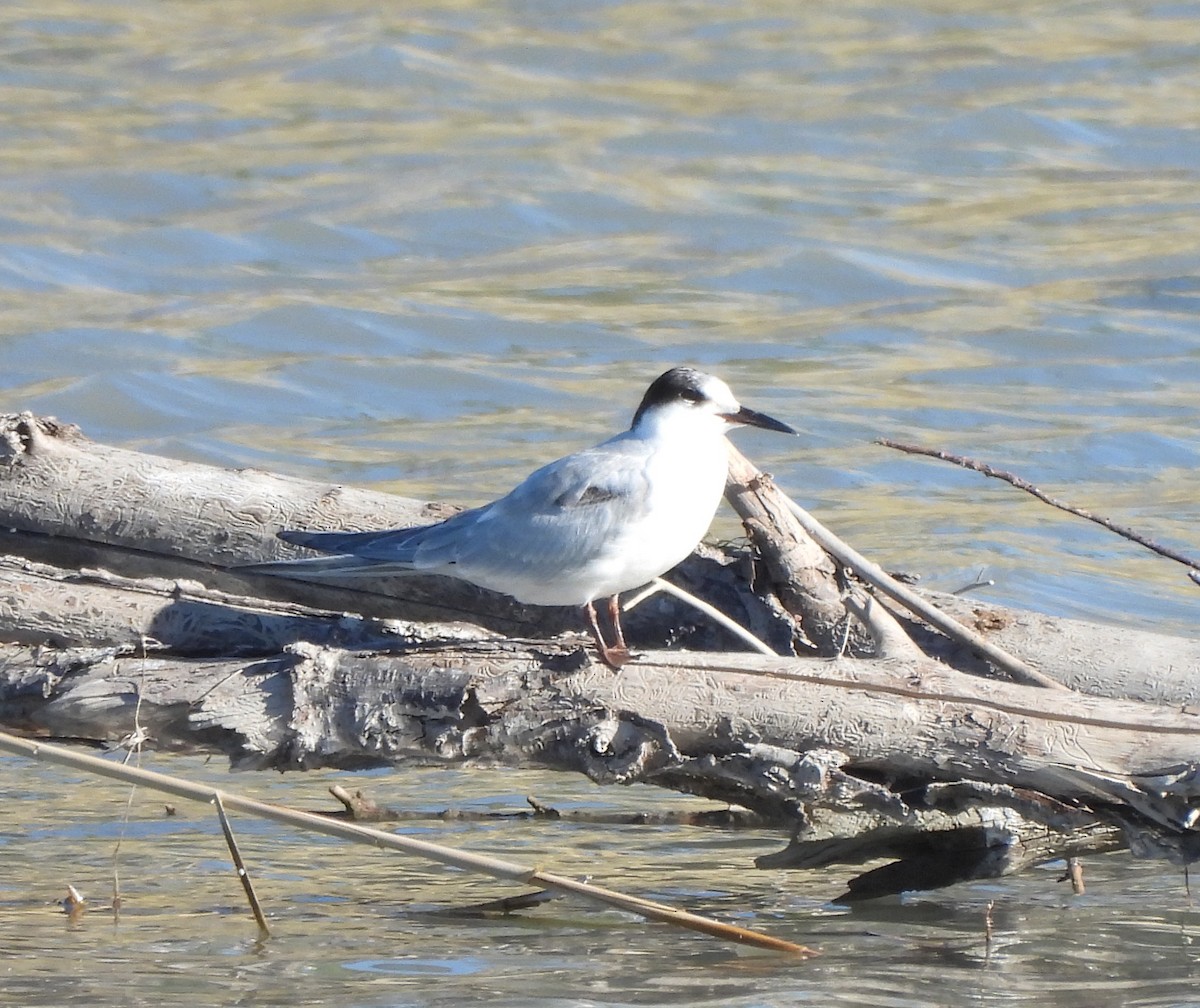 Common Tern - ML609364044