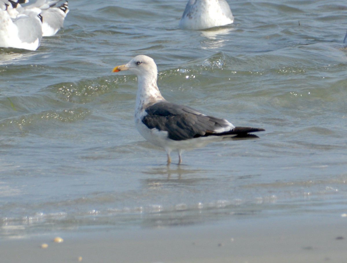 Lesser Black-backed Gull - ML609364046