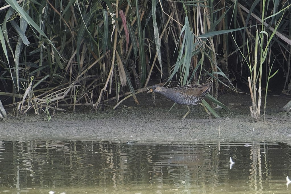 Spotted Crake - ML609364297