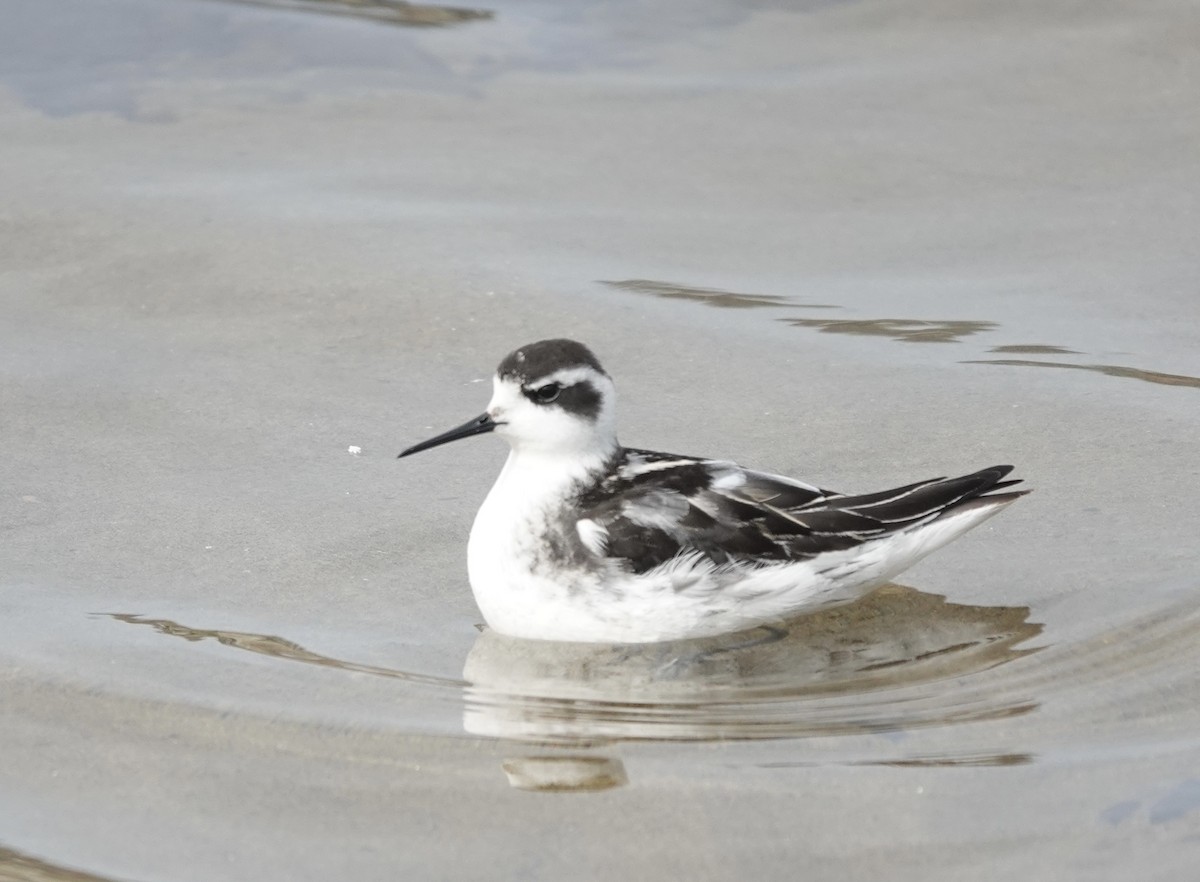 Red-necked Phalarope - Jack Hurt