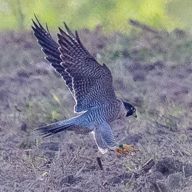 Peregrine Falcon - ML609364460