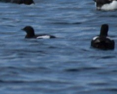 Black Guillemot - ML609364493