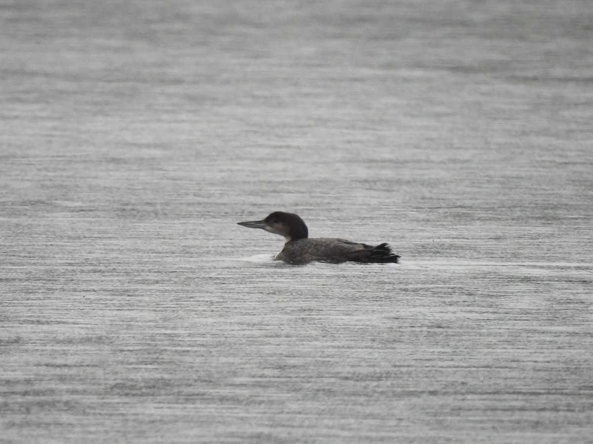 Common Loon - Mark Stevens