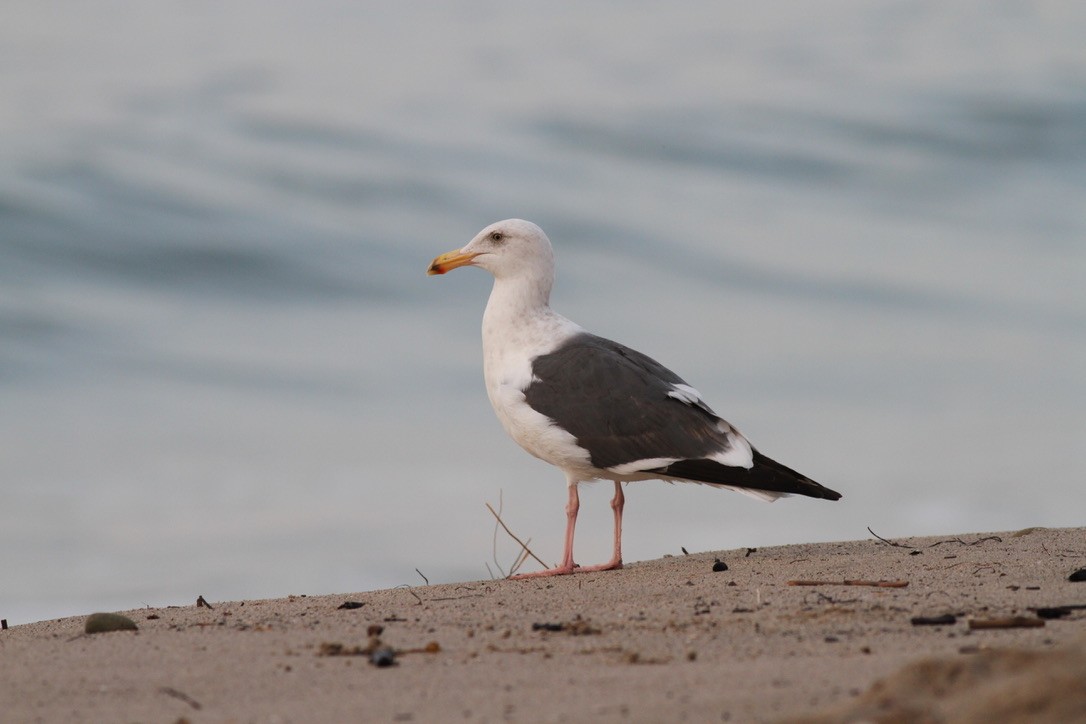 Western Gull - ML609364677