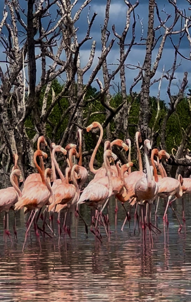 American Flamingo - ML609364730