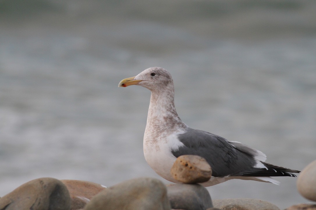 Western x Glaucous-winged Gull (hybrid) - Dan Maxwell