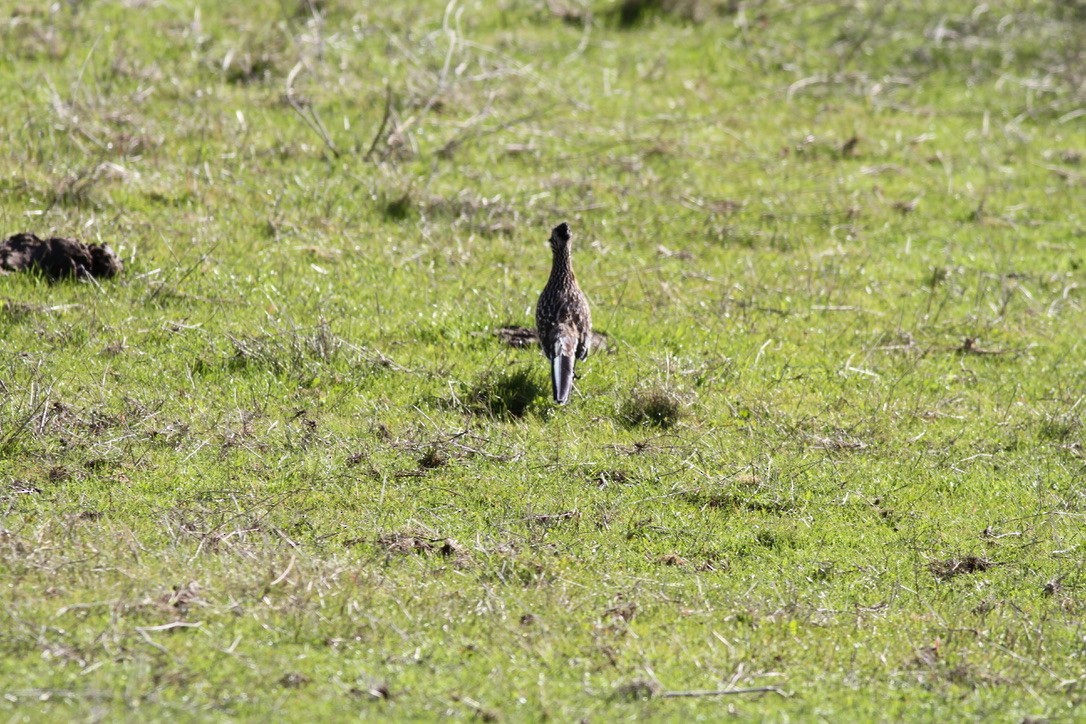 Greater Roadrunner - ML609364805