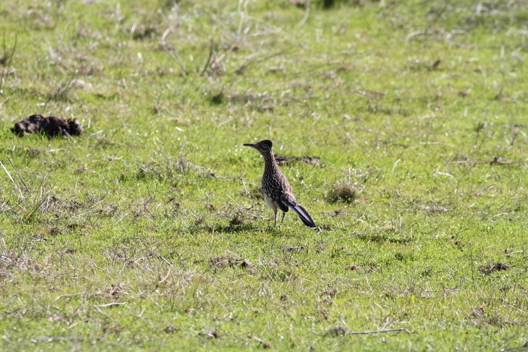 Greater Roadrunner - ML609364806