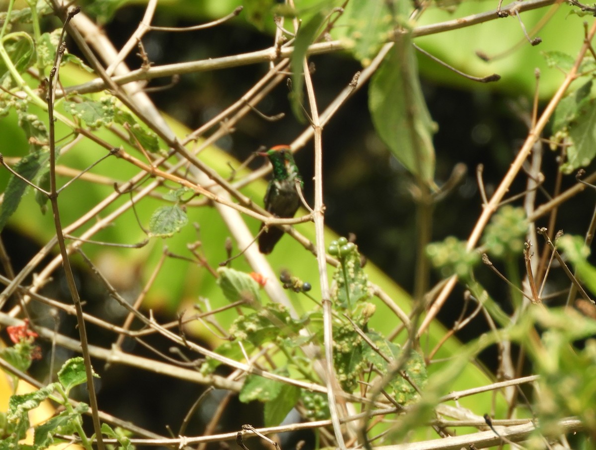 Frilled Coquette - Cynthia Nickerson