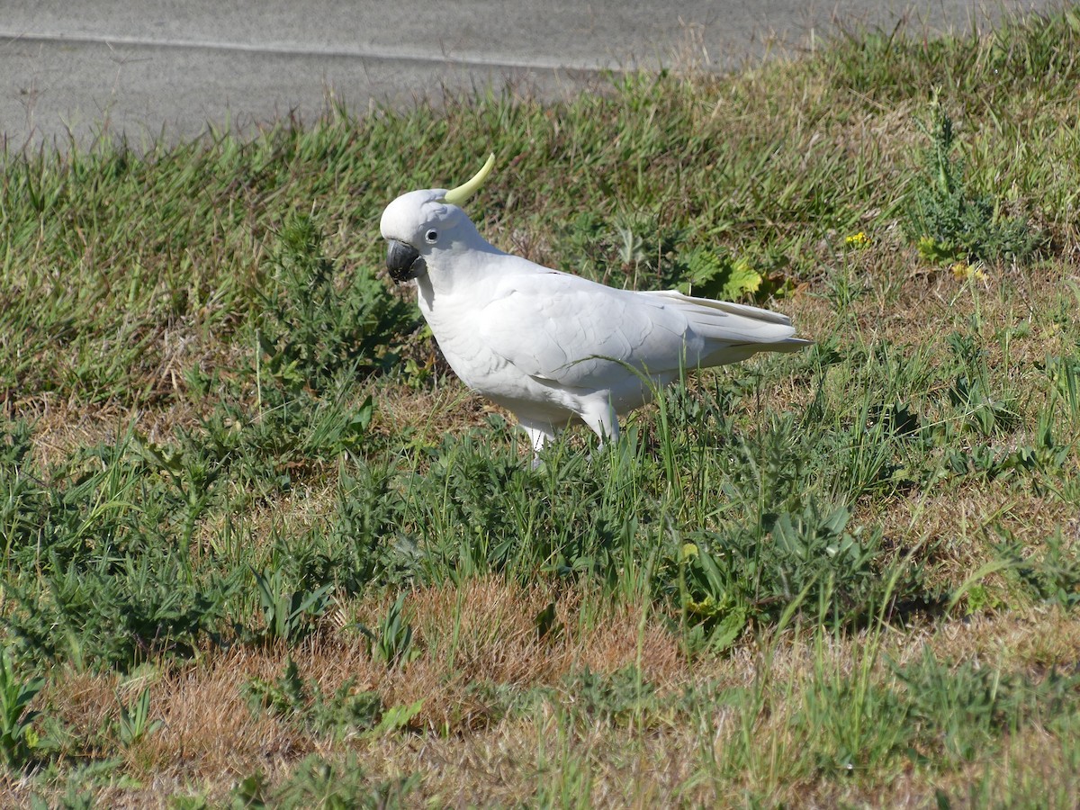 Sulphur-crested Cockatoo - ML609364824