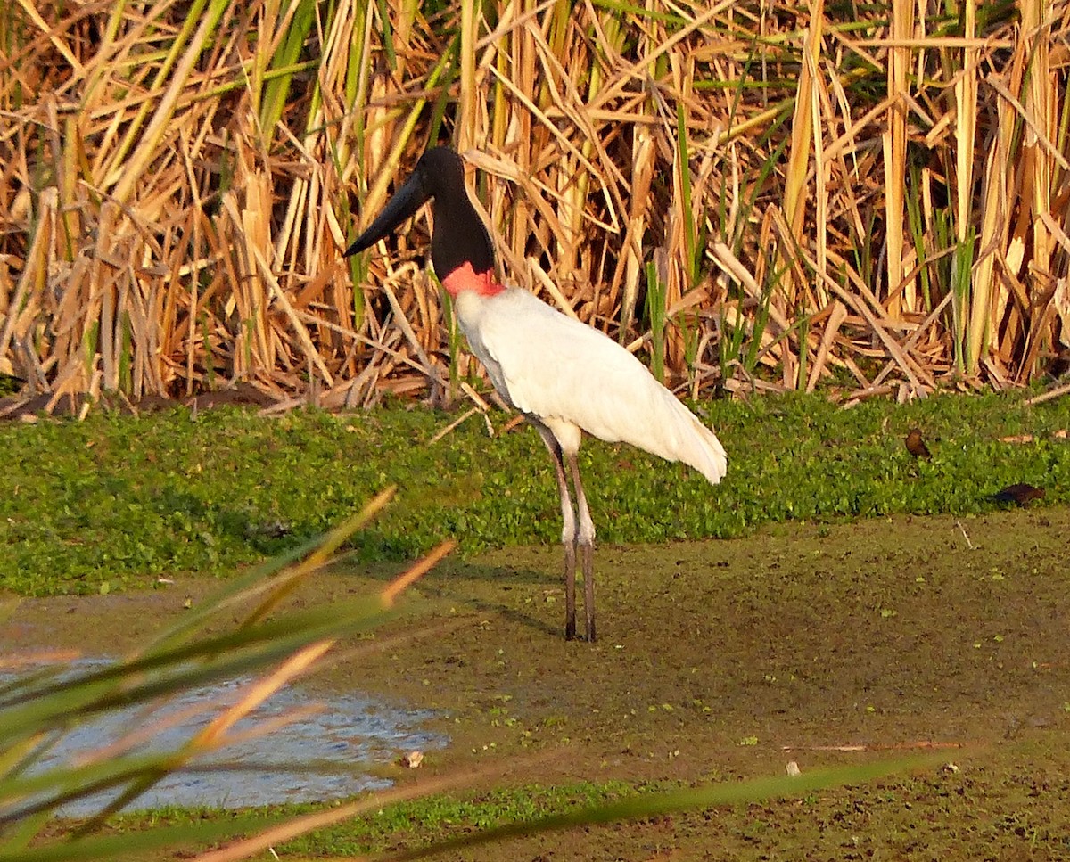 Jabiru - ML609364830