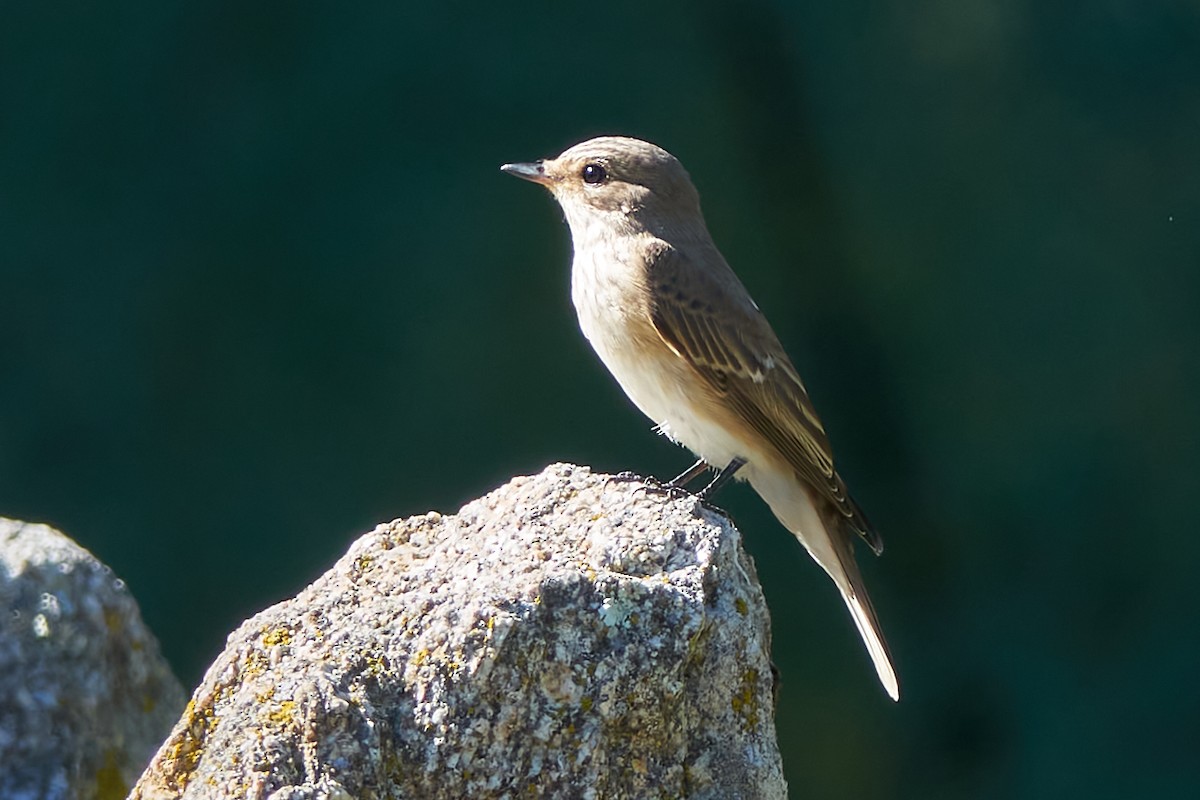 Spotted Flycatcher - ML609364972