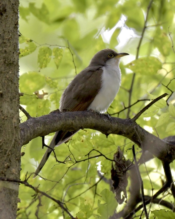 Yellow-billed Cuckoo - ML609365011