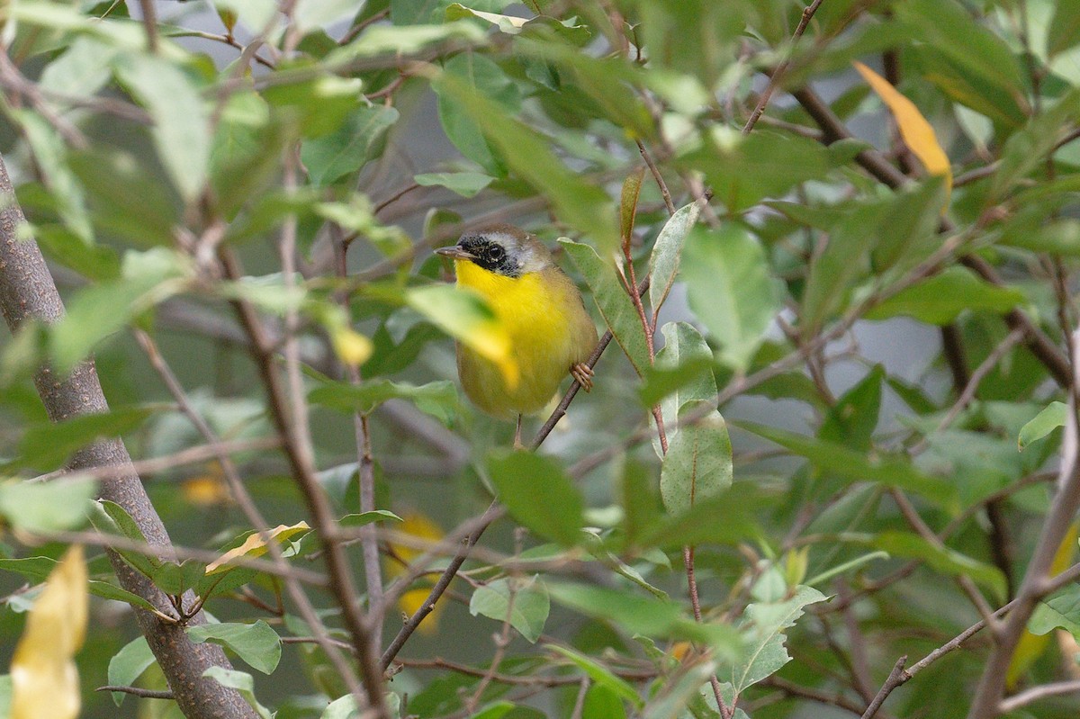 Common Yellowthroat - ML609365037