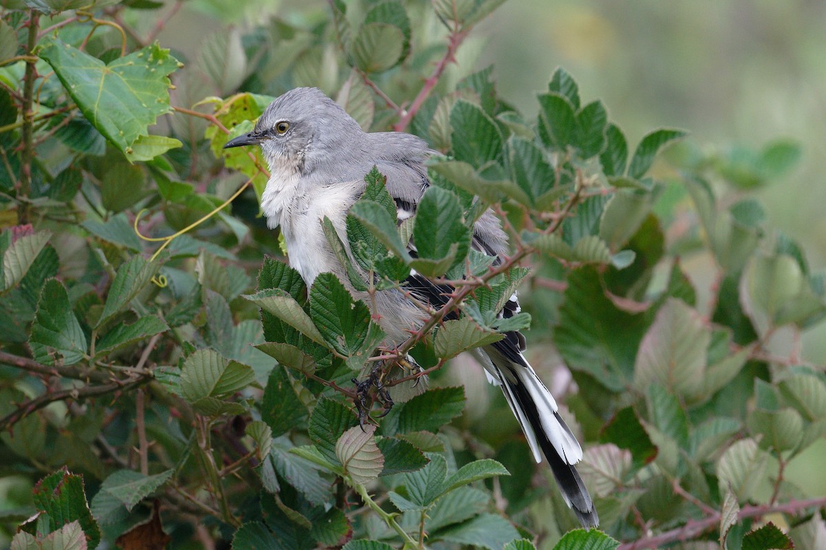 Northern Mockingbird - ML609365075