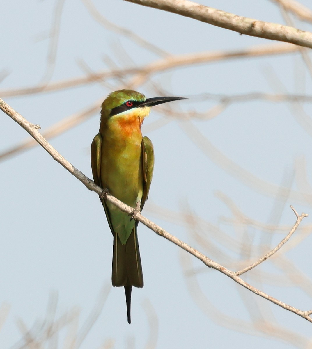 Blue-tailed Bee-eater - Jeffrey Thomas