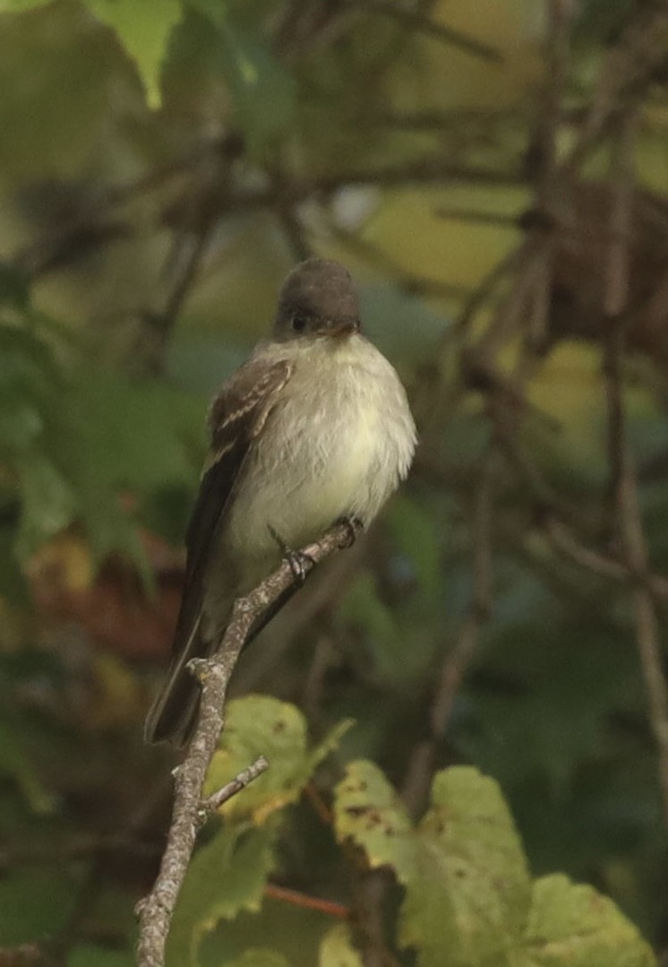 Eastern Wood-Pewee - ML609365121