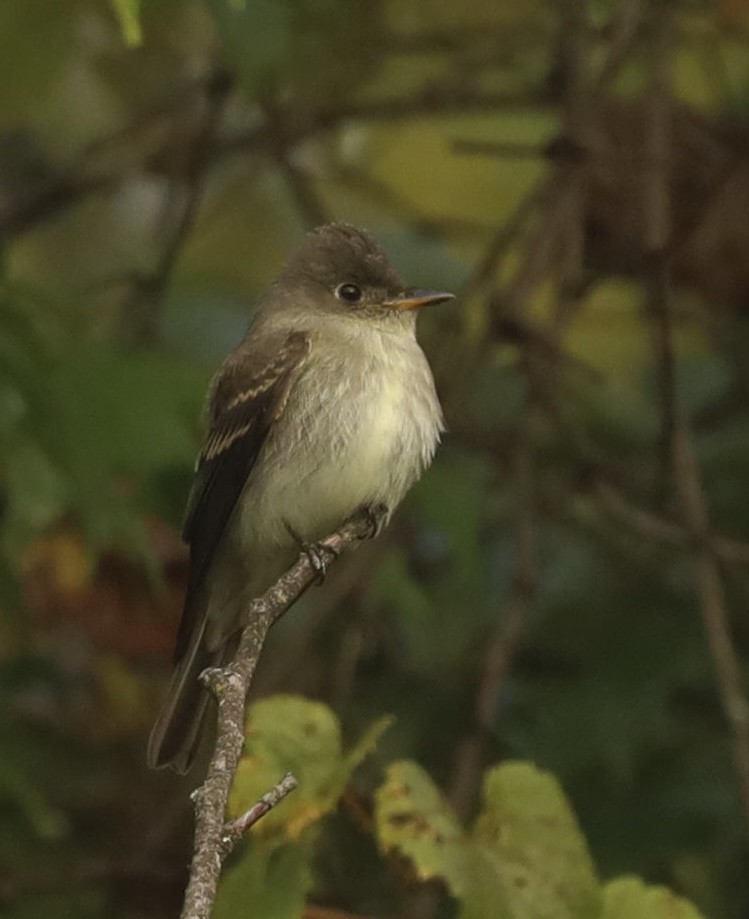 Eastern Wood-Pewee - ML609365123