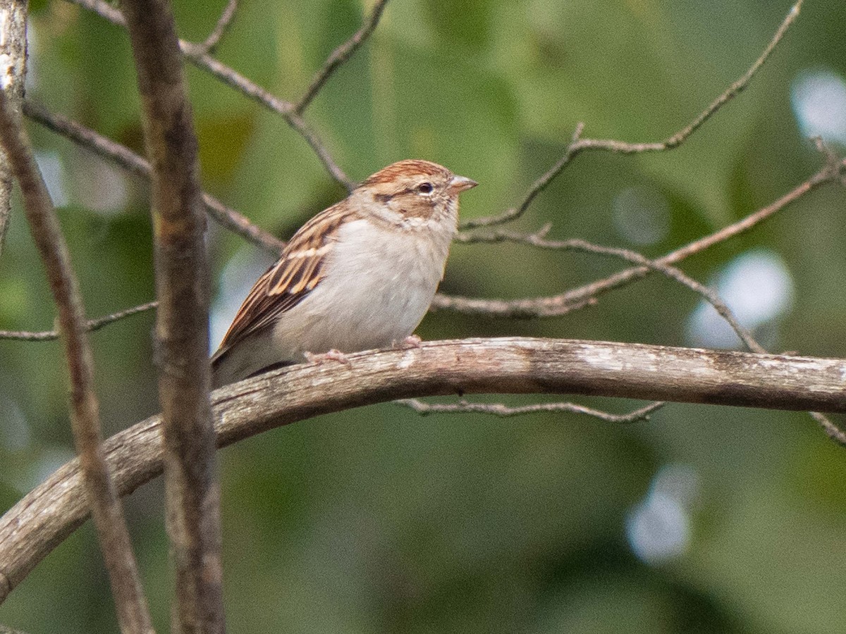 Chipping Sparrow - ML609365134