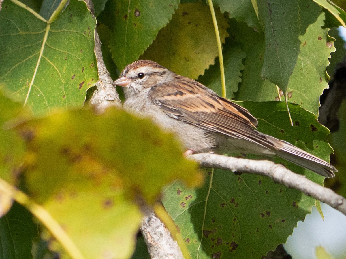 Chipping Sparrow - ML609365149