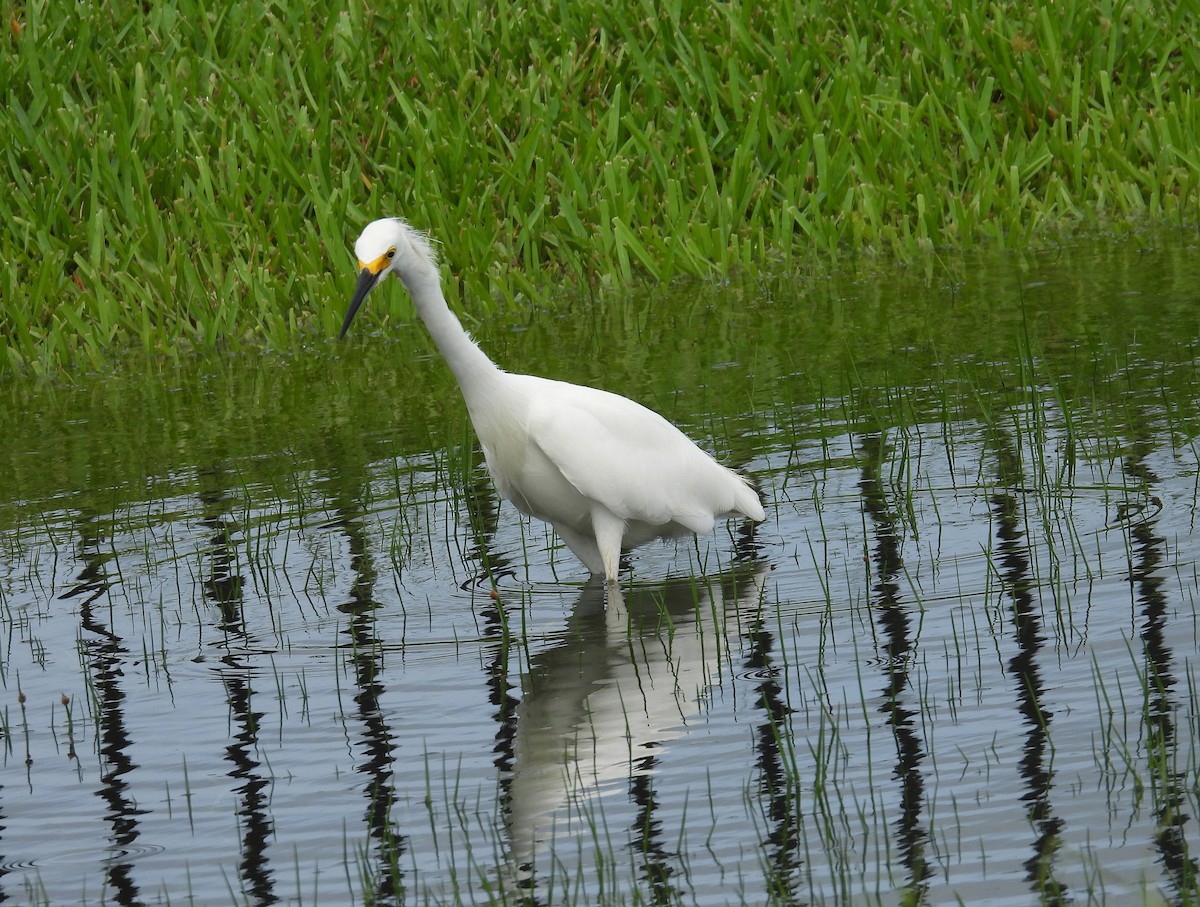 snøhegre - ML609365152