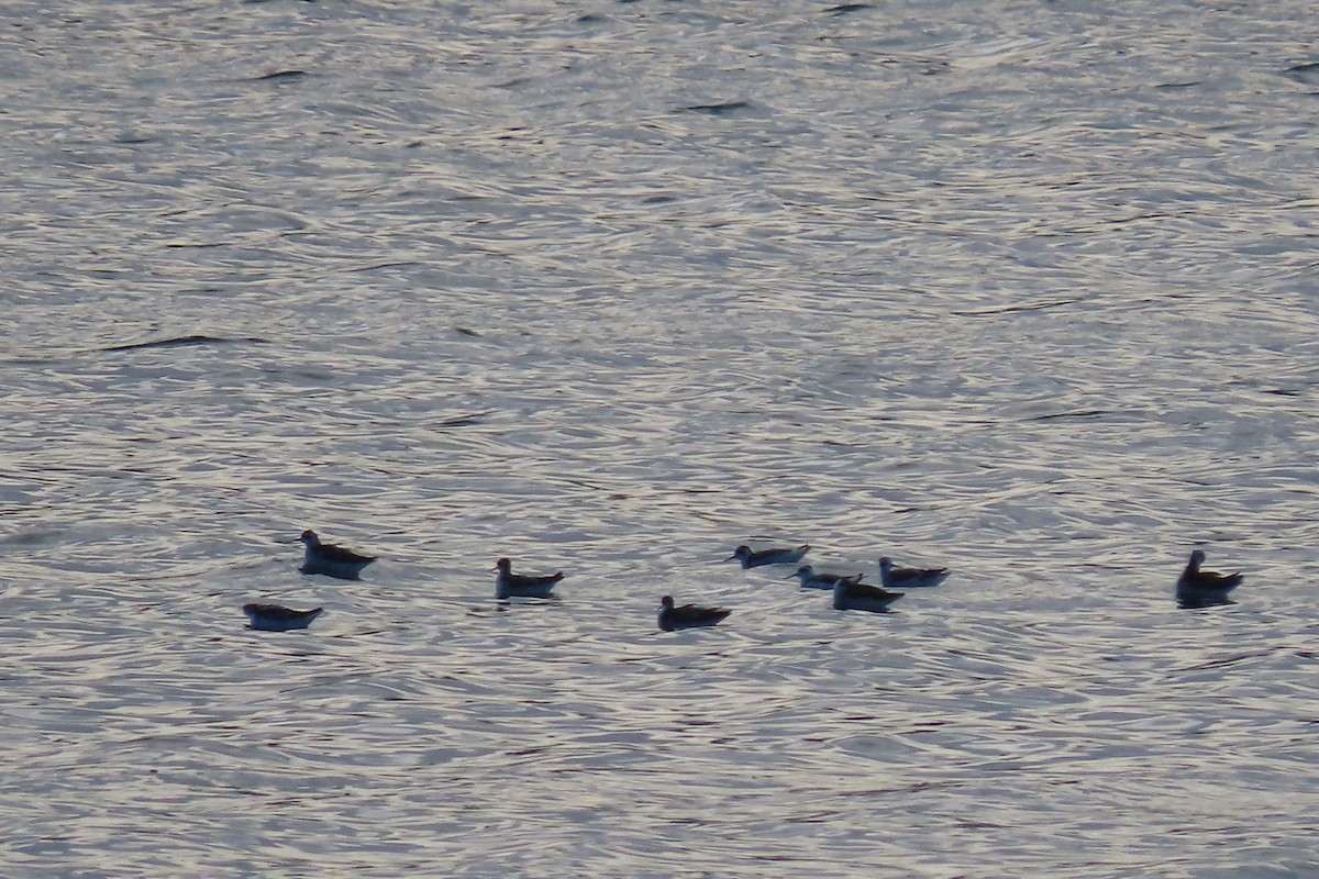 Red-necked Phalarope - ML609365156