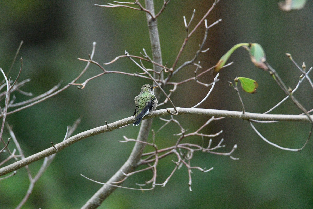 Ruby-throated Hummingbird - ML609365170