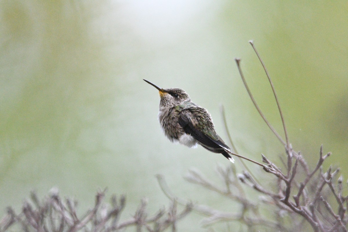 Ruby-throated Hummingbird - Kevin Roback