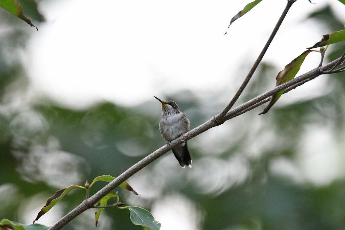 Ruby-throated Hummingbird - ML609365172
