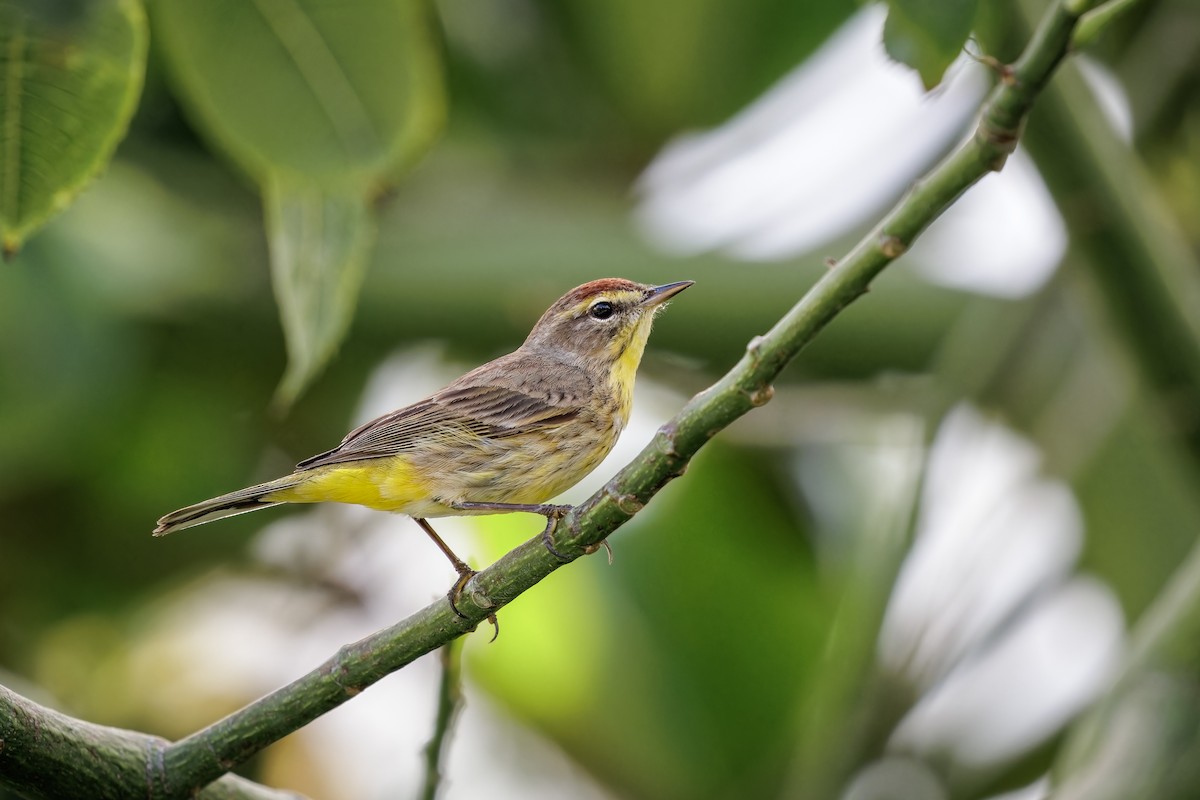 Palm Warbler - Frédérick Lelièvre