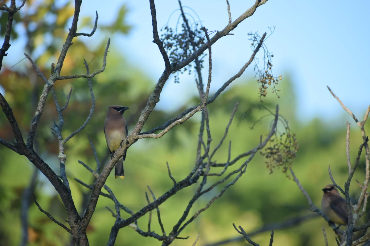 Cedar Waxwing - ML609365177