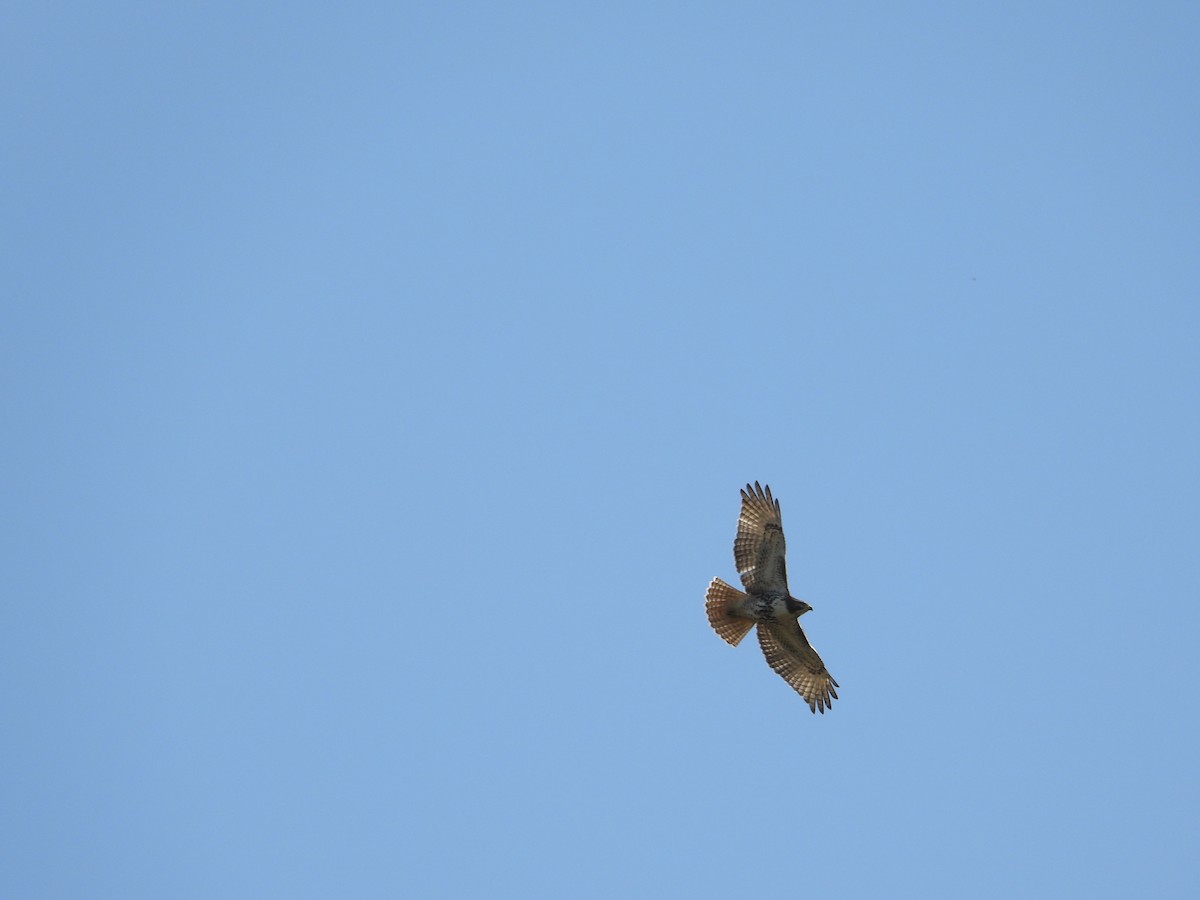 Red-tailed Hawk - ML609365198