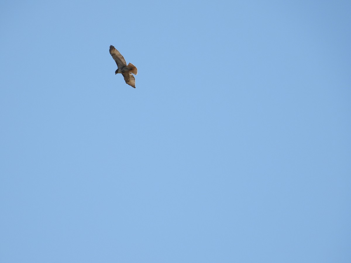 Red-tailed Hawk - ML609365199