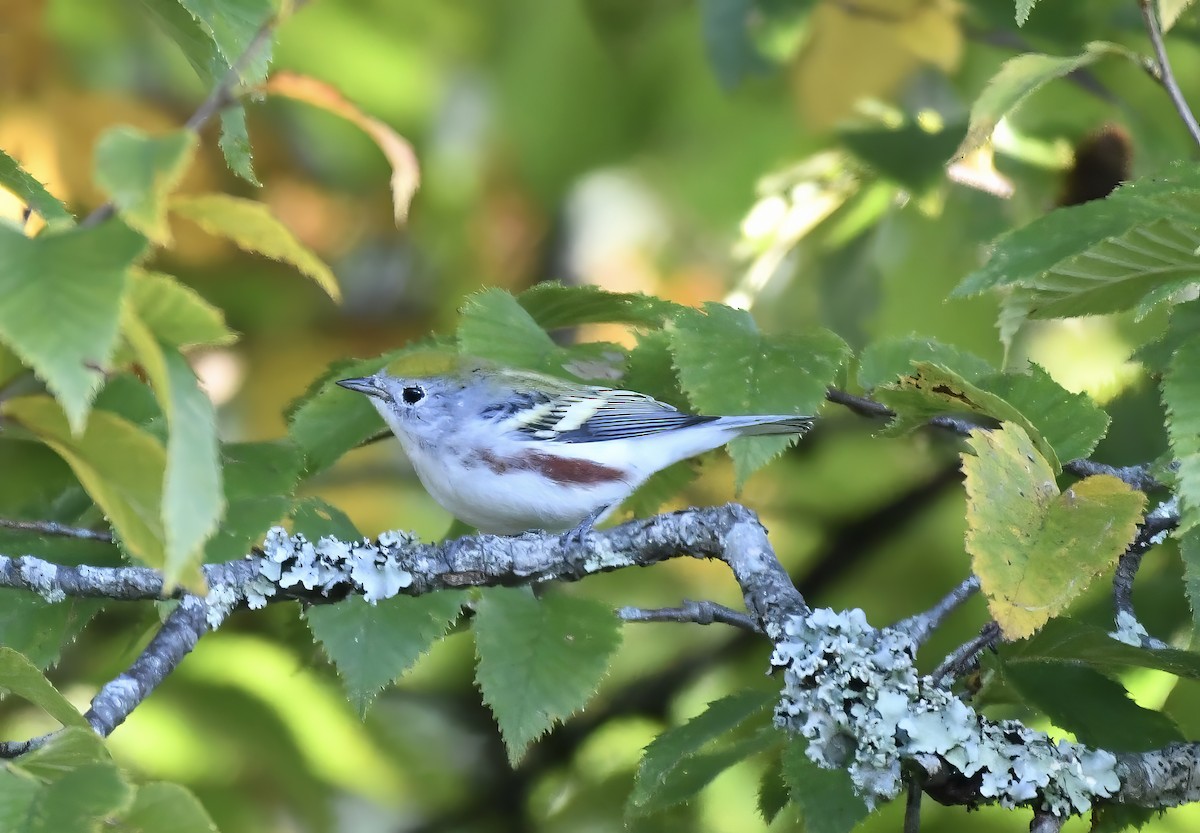 Chestnut-sided Warbler - Suzanne Zuckerman