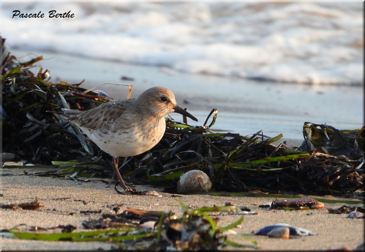 White-rumped Sandpiper - Pascale Berthe