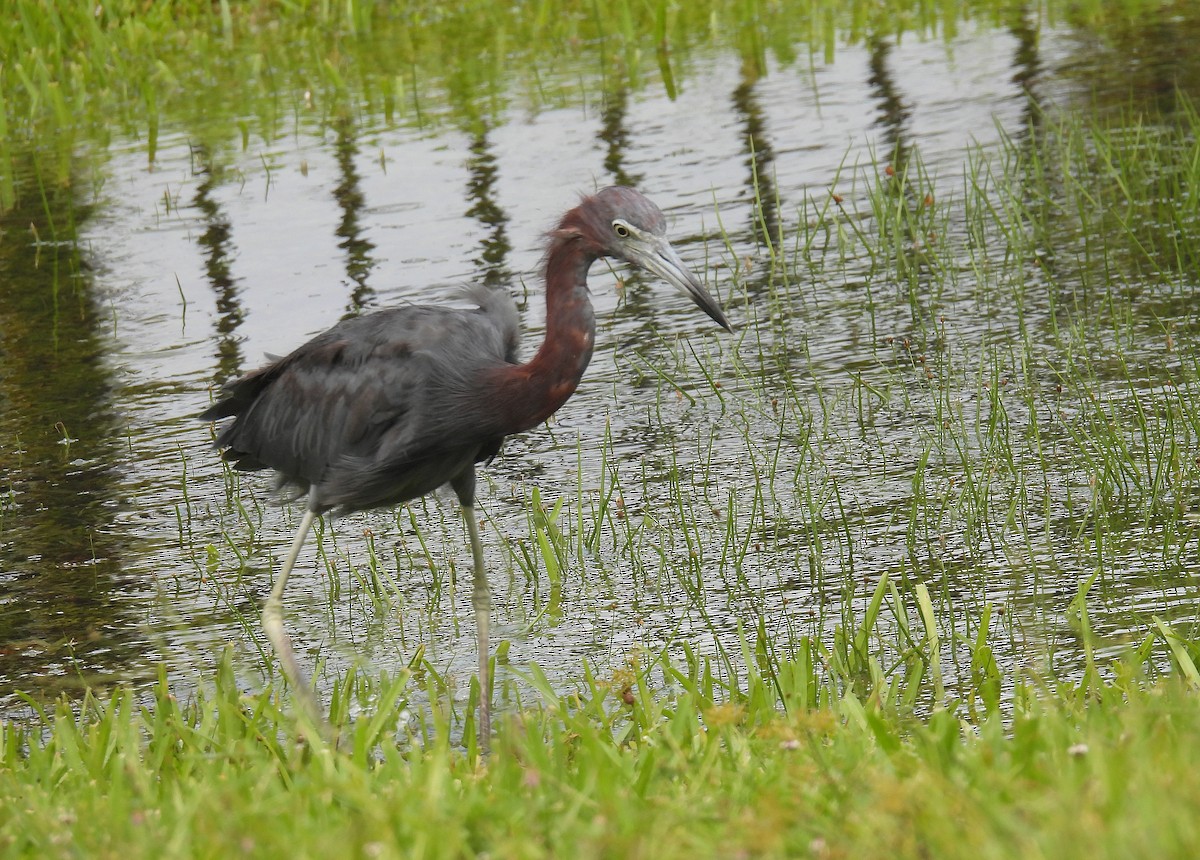 blåhegre - ML609365245