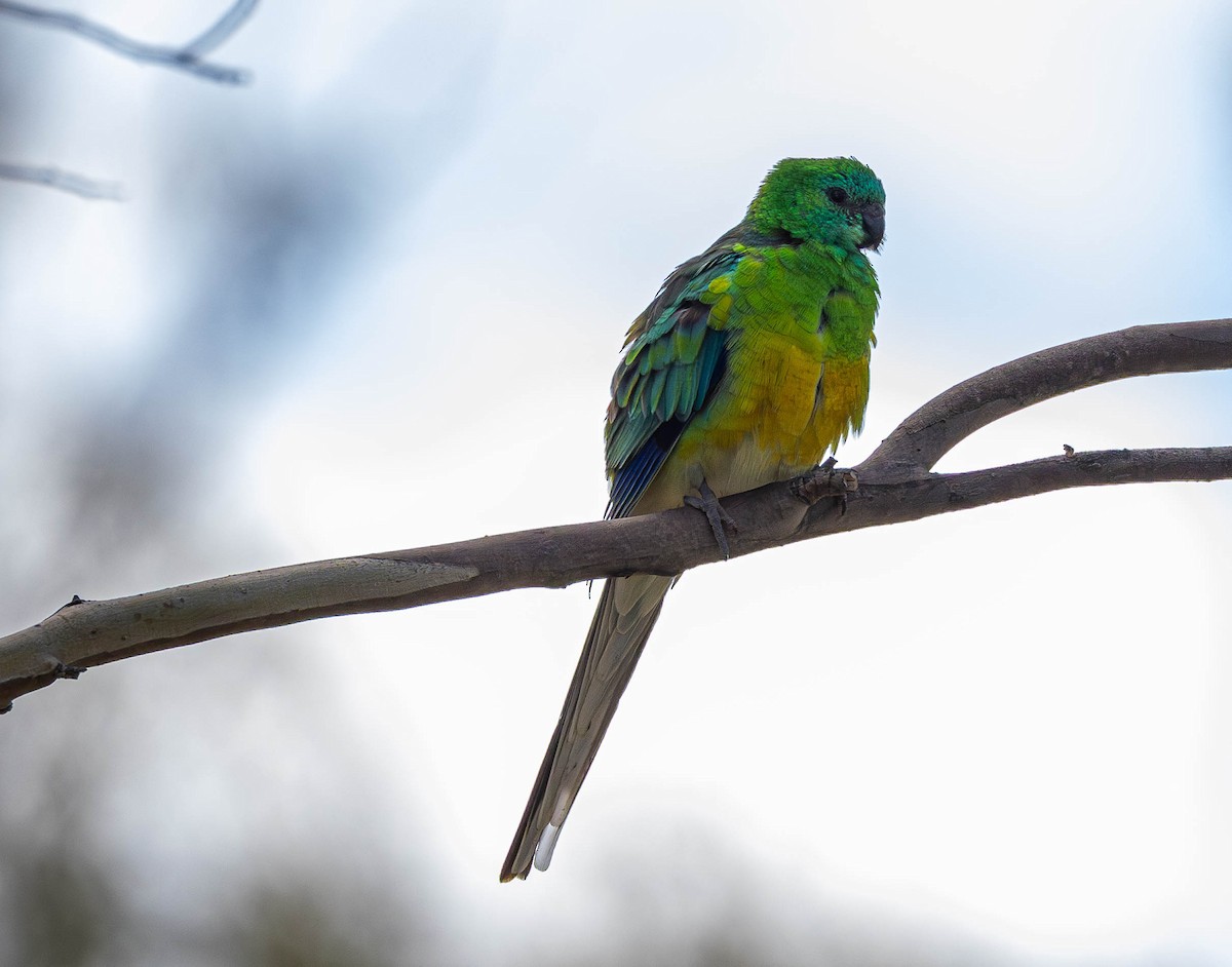 Red-rumped Parrot - ML609365331