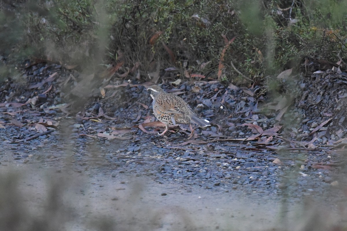 Spotted Quail-thrush - Christopher Brown