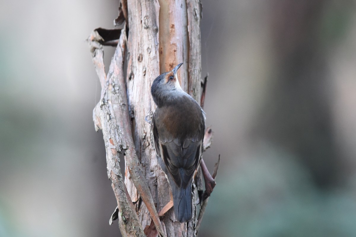 Red-browed Treecreeper - Christopher Brown