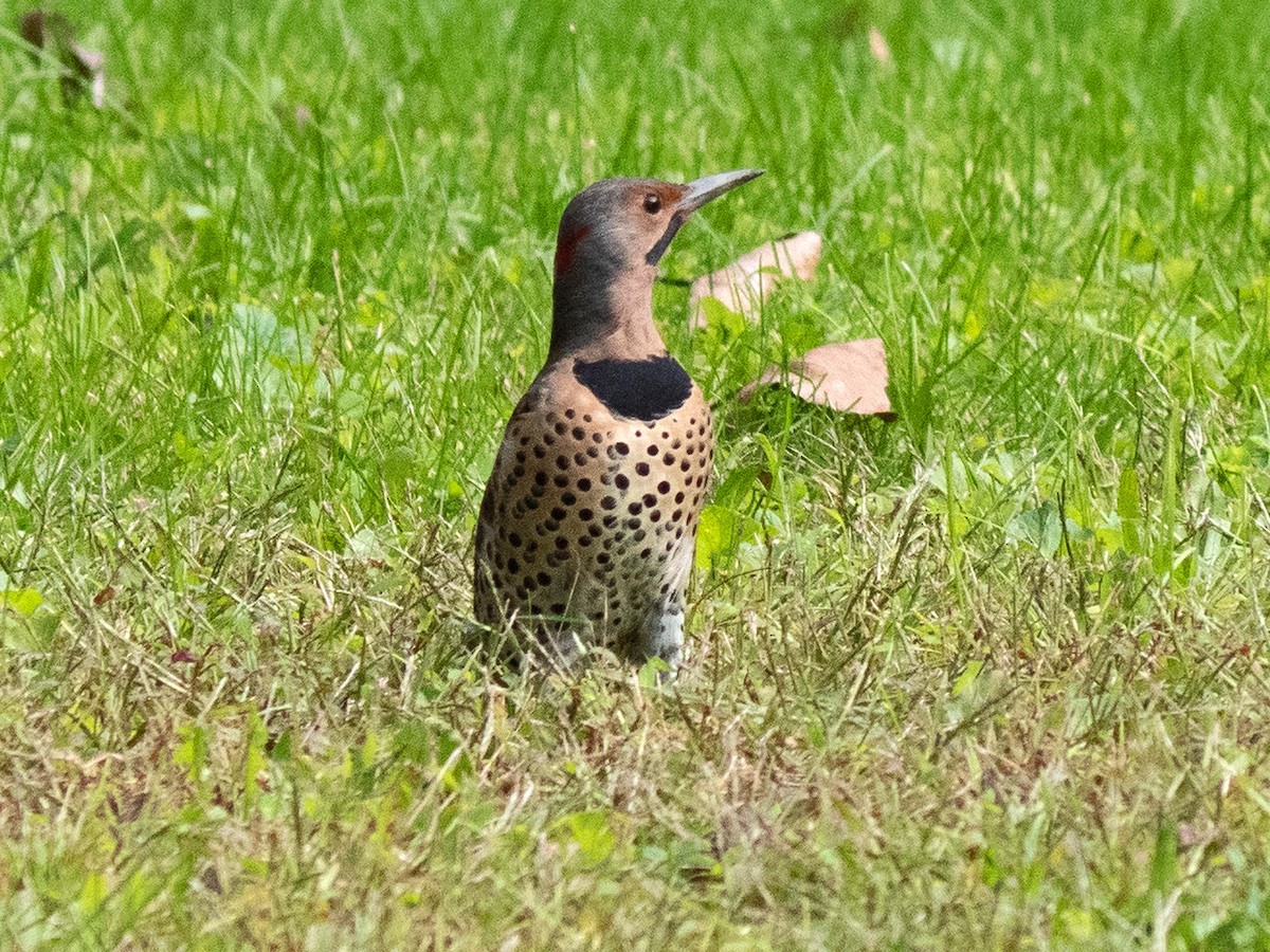 Northern Flicker (Yellow-shafted) - ML609365364