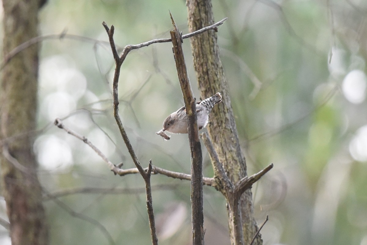 Varied Sittella - Christopher Brown