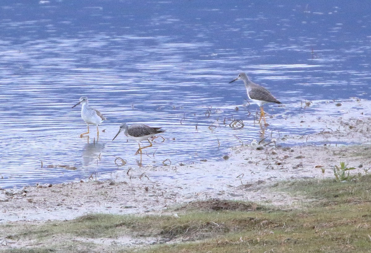 Greater Yellowlegs - ML609365379